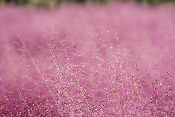 포토 JPG 주간 자연 풍경 근접촬영 사람없음 야외 아웃포커스 가을풍경 풀 감성 경기도 여러해살이풀 핑크뮬리 나리공원 국내포토 양주시 자연요소 식물 공원 뷰포인트 컨셉 한국 촬영기법 풀_식물 생태계 파일형식 양주_한국 가을_계절