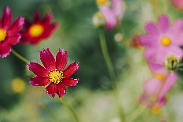 포토 JPG 주간 식물 꽃밭 자연 풍경 근접촬영 사람없음 야외 아웃포커스 가을풍경 코스모스 감성 경기도 나리공원 쌍떡잎식물 국내포토 양주시 자연요소 공원 꽃 뷰포인트 컨셉 한국 촬영기법 생태계 파일형식 양주_한국 가을_계절