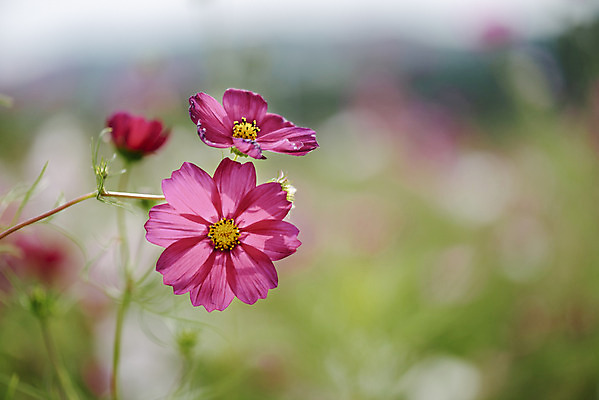 포토 JPG 주간 식물 꽃밭 자연 풍경 근접촬영 사람없음 야외 아웃포커스 가을풍경 코스모스 감성 경기도 나리공원 쌍떡잎식물 국내포토 양주시 자연요소 공원 꽃 뷰포인트 컨셉 한국 촬영기법 생태계 파일형식 양주_한국 가을_계절