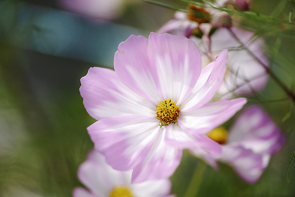 포토 JPG 주간 식물 꽃밭 자연 풍경 근접촬영 사람없음 야외 아웃포커스 가을풍경 코스모스 감성 경기도 나리공원 쌍떡잎식물 국내포토 양주시 자연요소 공원 꽃 뷰포인트 컨셉 한국 촬영기법 생태계 파일형식 양주_한국 가을_계절