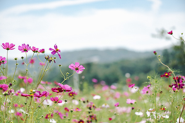 포토 자연요소 식물 공원 꽃 뷰포인트 컨셉 한국 촬영기법 풍경 생태계 경기도 파일형식 양주_한국 가을_계절 쌍떡잎식물 나리공원 꽃밭 자연 사람없음 가을풍경 코스모스 감성 JPG 주간 야외 양주시 근접촬영 아웃포커스 하늘 국내포토