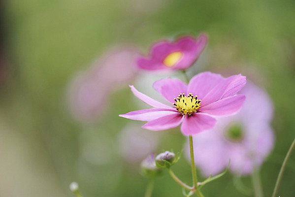 포토 JPG 주간 식물 꽃밭 자연 풍경 근접촬영 사람없음 야외 아웃포커스 가을풍경 코스모스 감성 경기도 나리공원 쌍떡잎식물 국내포토 양주시 자연요소 공원 꽃 뷰포인트 컨셉 한국 촬영기법 생태계 파일형식 양주_한국 가을_계절