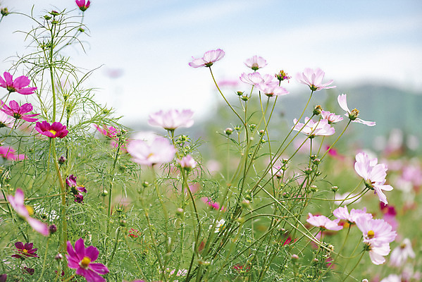 포토 JPG 주간 식물 꽃밭 자연 풍경 근접촬영 사람없음 야외 가을풍경 코스모스 감성 경기도 나리공원 쌍떡잎식물 국내포토 양주시 자연요소 공원 꽃 뷰포인트 컨셉 한국 생태계 파일형식 양주_한국 가을_계절