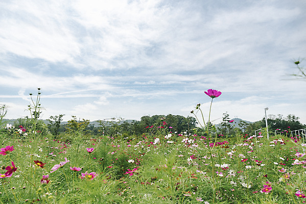포토 JPG 주간 식물 꽃밭 자연 하늘 풍경 근접촬영 사람없음 야외 가을풍경 코스모스 감성 경기도 나리공원 쌍떡잎식물 국내포토 양주시 자연요소 공원 꽃 뷰포인트 컨셉 한국 생태계 파일형식 양주_한국 가을_계절