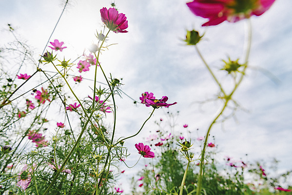 포토 JPG 주간 식물 꽃밭 자연 풍경 근접촬영 사람없음 야외 가을풍경 코스모스 감성 경기도 나리공원 쌍떡잎식물 국내포토 양주시 자연요소 공원 꽃 뷰포인트 컨셉 한국 생태계 파일형식 양주_한국 가을_계절