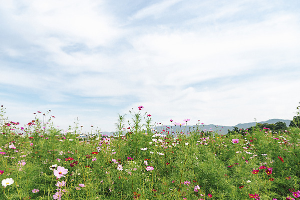 포토 JPG 주간 식물 꽃밭 자연 하늘 풍경 근접촬영 사람없음 야외 가을풍경 코스모스 감성 경기도 나리공원 쌍떡잎식물 국내포토 양주시 자연요소 공원 꽃 뷰포인트 컨셉 한국 생태계 파일형식 양주_한국 가을_계절