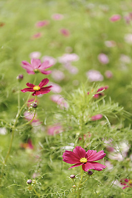 포토 JPG 주간 식물 꽃밭 자연 풍경 근접촬영 사람없음 야외 아웃포커스 가을풍경 코스모스 감성 경기도 나리공원 쌍떡잎식물 국내포토 양주시 자연요소 공원 꽃 뷰포인트 컨셉 한국 촬영기법 생태계 파일형식 양주_한국 가을_계절