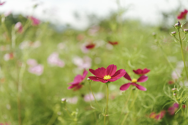 포토 JPG 주간 식물 꽃밭 자연 풍경 근접촬영 사람없음 야외 아웃포커스 가을풍경 코스모스 감성 경기도 나리공원 쌍떡잎식물 국내포토 양주시 자연요소 공원 꽃 뷰포인트 컨셉 한국 촬영기법 생태계 파일형식 양주_한국 가을_계절