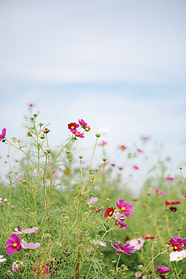 포토 JPG 주간 식물 꽃밭 자연 풍경 근접촬영 사람없음 야외 아웃포커스 가을풍경 코스모스 감성 경기도 나리공원 쌍떡잎식물 국내포토 양주시 자연요소 공원 꽃 뷰포인트 컨셉 한국 촬영기법 생태계 파일형식 양주_한국 가을_계절
