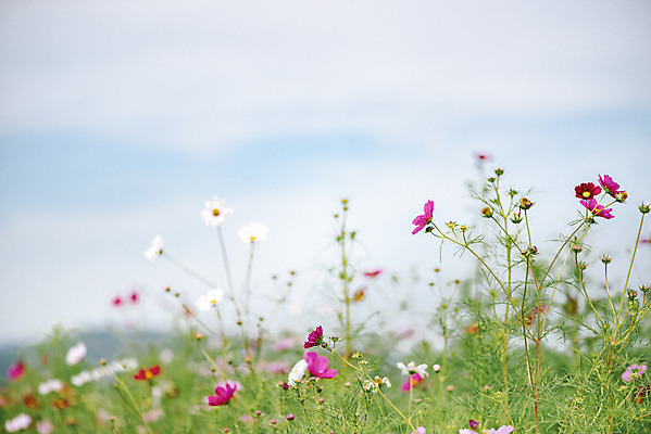 포토 JPG 주간 식물 꽃밭 자연 풍경 근접촬영 사람없음 야외 가을풍경 코스모스 감성 경기도 나리공원 쌍떡잎식물 국내포토 양주시 자연요소 공원 꽃 뷰포인트 컨셉 한국 생태계 파일형식 양주_한국 가을_계절