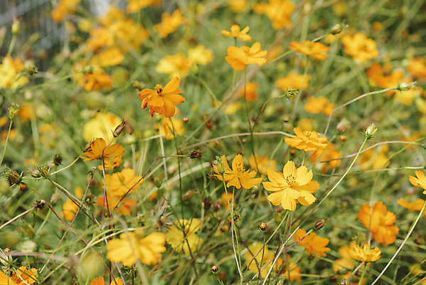 포토 JPG 주간 식물 꽃밭 자연 풍경 근접촬영 사람없음 야외 가을풍경 코스모스 감성 경기도 나리공원 쌍떡잎식물 국내포토 양주시 자연요소 공원 꽃 뷰포인트 컨셉 한국 생태계 파일형식 양주_한국 가을_계절