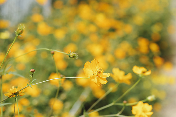 포토 JPG 주간 식물 꽃밭 자연 풍경 근접촬영 사람없음 야외 아웃포커스 가을풍경 코스모스 감성 경기도 나리공원 쌍떡잎식물 국내포토 양주시 자연요소 공원 꽃 뷰포인트 컨셉 한국 촬영기법 생태계 파일형식 양주_한국 가을_계절