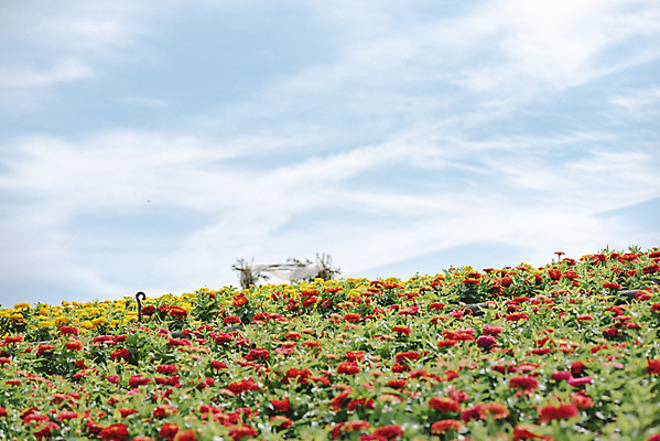 포토 JPG 주간 식물 꽃밭 자연 하늘 풍경 사람없음 야외 가을풍경 감성 경기도 백일홍 한해살이풀 나리공원 쌍떡잎식물 국내포토 양주시 자연요소 공원 꽃 컨셉 한국 생태계 파일형식 양주_한국 가을_계절
