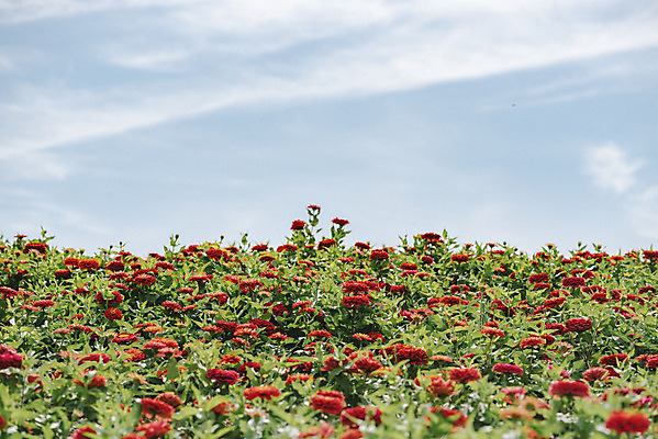 포토 JPG 주간 식물 꽃밭 자연 하늘 풍경 사람없음 야외 가을풍경 감성 경기도 백일홍 한해살이풀 나리공원 쌍떡잎식물 국내포토 양주시 자연요소 공원 꽃 컨셉 한국 생태계 파일형식 양주_한국 가을_계절