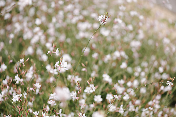포토 JPG 주간 꽃밭 자연 풍경 근접촬영 사람없음 야외 아웃포커스 가을풍경 감성 경기도 나리공원 가우라 국내포토 양주시 자연요소 공원 꽃 뷰포인트 컨셉 한국 촬영기법 생태계 파일형식 양주_한국 가을_계절