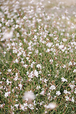 포토 JPG 주간 꽃밭 자연 풍경 근접촬영 사람없음 야외 가을풍경 감성 경기도 나리공원 가우라 국내포토 양주시 자연요소 공원 꽃 뷰포인트 컨셉 한국 생태계 파일형식 양주_한국 가을_계절