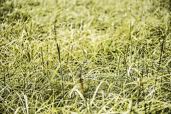 포토 JPG 주간 식물 자연 풍경 근접촬영 사람없음 야외 가을풍경 풀 억새 감성 경기도 나리공원 무늬억새 국내포토 양주시 자연요소 공원 뷰포인트 컨셉 한국 생태계 파일형식 양주_한국 가을_계절