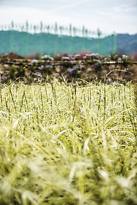포토 JPG 주간 식물 자연 풍경 근접촬영 사람없음 야외 아웃포커스 가을풍경 풀 억새 감성 경기도 나리공원 무늬억새 국내포토 양주시 자연요소 공원 뷰포인트 컨셉 한국 촬영기법 생태계 파일형식 양주_한국 가을_계절