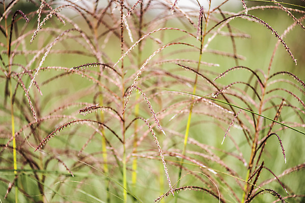 포토 JPG 주간 식물 자연 풍경 근접촬영 사람없음 야외 가을풍경 풀 억새 감성 경기도 나리공원 무늬억새 국내포토 양주시 자연요소 공원 뷰포인트 컨셉 한국 생태계 파일형식 양주_한국 가을_계절