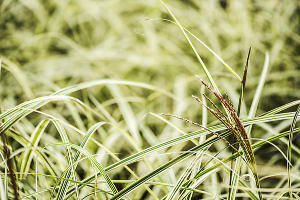 포토 JPG 주간 식물 자연 풍경 근접촬영 사람없음 야외 가을풍경 풀 억새 감성 경기도 나리공원 무늬억새 국내포토 양주시 자연요소 공원 뷰포인트 컨셉 한국 생태계 파일형식 양주_한국 가을_계절