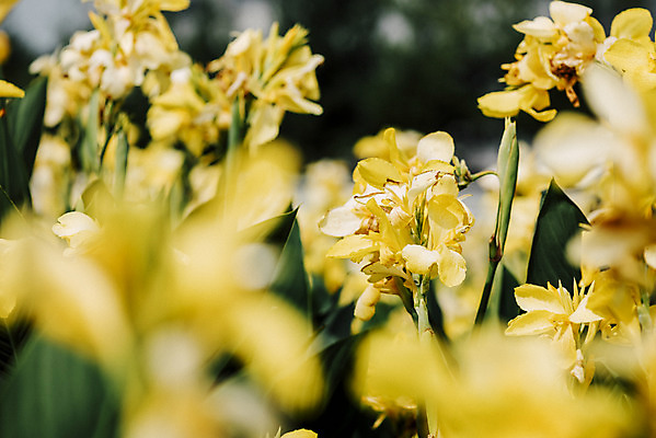 포토 JPG 주간 꽃밭 자연 풍경 근접촬영 사람없음 야외 아웃포커스 가을풍경 감성 경기도 칸나 나리공원 국내포토 양주시 자연요소 공원 꽃 뷰포인트 컨셉 한국 촬영기법 생태계 파일형식 양주_한국 가을_계절