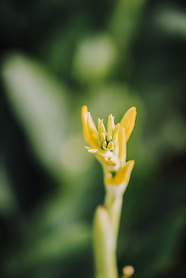 포토 JPG 주간 꽃밭 자연 풍경 근접촬영 사람없음 야외 아웃포커스 가을풍경 감성 경기도 칸나 나리공원 국내포토 양주시 자연요소 공원 꽃 뷰포인트 컨셉 한국 촬영기법 생태계 파일형식 양주_한국 가을_계절