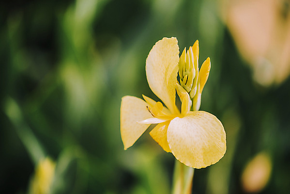 포토 JPG 주간 꽃밭 자연 풍경 근접촬영 사람없음 야외 아웃포커스 가을풍경 감성 경기도 칸나 나리공원 국내포토 양주시 자연요소 공원 꽃 뷰포인트 컨셉 한국 촬영기법 생태계 파일형식 양주_한국 가을_계절