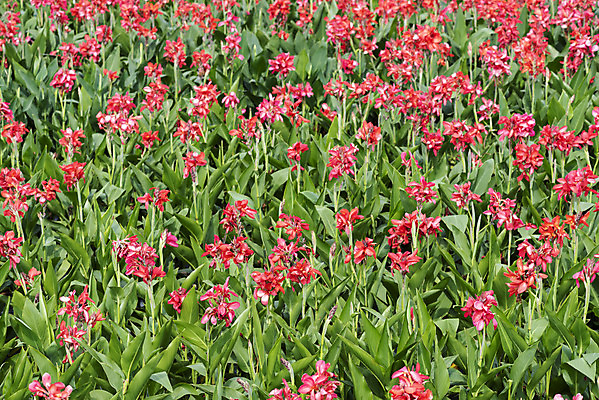 포토 JPG 주간 꽃밭 자연 풍경 근접촬영 사람없음 야외 가을풍경 감성 경기도 칸나 나리공원 국내포토 양주시 자연요소 공원 꽃 뷰포인트 컨셉 한국 생태계 파일형식 양주_한국 가을_계절