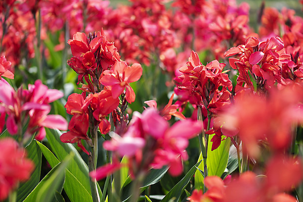 포토 JPG 주간 꽃밭 자연 풍경 근접촬영 사람없음 야외 아웃포커스 가을풍경 감성 경기도 칸나 나리공원 국내포토 양주시 자연요소 공원 꽃 뷰포인트 컨셉 한국 촬영기법 생태계 파일형식 양주_한국 가을_계절