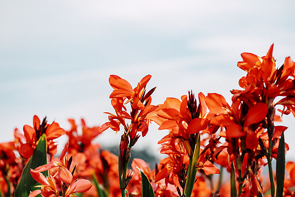 포토 JPG 주간 꽃밭 자연 풍경 근접촬영 사람없음 야외 가을풍경 감성 경기도 칸나 나리공원 국내포토 양주시 자연요소 공원 꽃 뷰포인트 컨셉 한국 생태계 파일형식 양주_한국 가을_계절