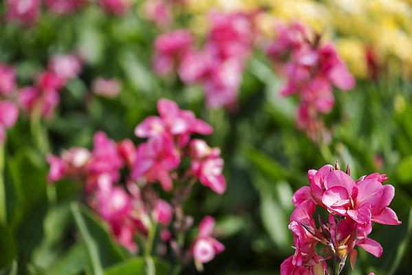 포토 JPG 주간 꽃밭 자연 풍경 근접촬영 사람없음 야외 아웃포커스 가을풍경 감성 경기도 칸나 나리공원 국내포토 양주시 자연요소 공원 꽃 뷰포인트 컨셉 한국 촬영기법 생태계 파일형식 양주_한국 가을_계절