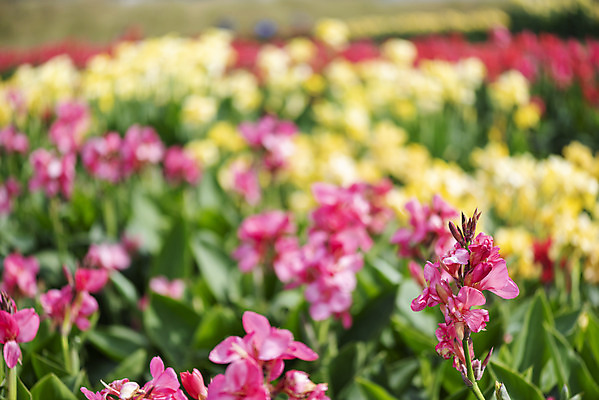 포토 JPG 주간 꽃밭 자연 풍경 근접촬영 사람없음 야외 아웃포커스 가을풍경 감성 경기도 칸나 나리공원 국내포토 양주시 자연요소 공원 꽃 뷰포인트 컨셉 한국 촬영기법 생태계 파일형식 양주_한국 가을_계절