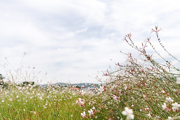 포토 JPG 주간 꽃밭 자연 하늘 풍경 근접촬영 사람없음 야외 아웃포커스 가을풍경 감성 경기도 나리공원 가우라 국내포토 양주시 자연요소 공원 꽃 뷰포인트 컨셉 한국 촬영기법 생태계 파일형식 양주_한국 가을_계절