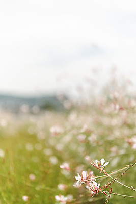 포토 JPG 주간 꽃밭 자연 풍경 근접촬영 사람없음 야외 아웃포커스 가을풍경 감성 경기도 나리공원 가우라 국내포토 양주시 자연요소 공원 꽃 뷰포인트 컨셉 한국 촬영기법 생태계 파일형식 양주_한국 가을_계절