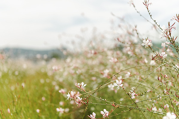 포토 JPG 주간 꽃밭 자연 풍경 근접촬영 사람없음 야외 아웃포커스 가을풍경 감성 경기도 나리공원 가우라 국내포토 양주시 자연요소 공원 꽃 뷰포인트 컨셉 한국 촬영기법 생태계 파일형식 양주_한국 가을_계절