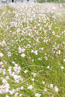 포토 JPG 주간 꽃밭 자연 풍경 근접촬영 사람없음 야외 가을풍경 감성 경기도 나리공원 가우라 국내포토 양주시 자연요소 공원 꽃 뷰포인트 컨셉 한국 생태계 파일형식 양주_한국 가을_계절