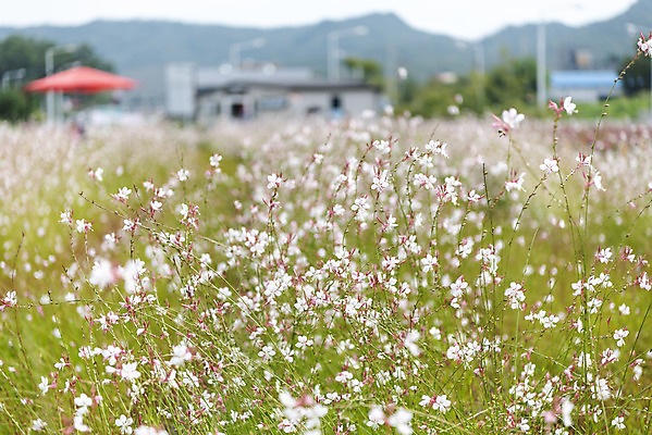 포토 JPG 주간 꽃밭 자연 풍경 근접촬영 사람없음 야외 가을풍경 감성 경기도 나리공원 가우라 국내포토 양주시 자연요소 공원 꽃 뷰포인트 컨셉 한국 생태계 파일형식 양주_한국 가을_계절