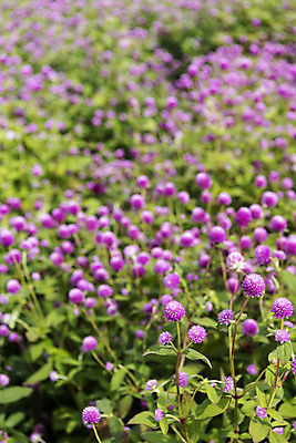 포토 JPG 주간 식물 꽃밭 자연 풍경 근접촬영 사람없음 야외 가을풍경 감성 경기도 한해살이풀 천일홍 나리공원 국내포토 양주시 자연요소 공원 꽃 뷰포인트 컨셉 한국 생태계 파일형식 양주_한국 가을_계절