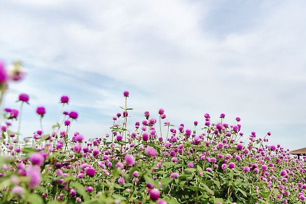 포토 JPG 주간 식물 꽃밭 자연 하늘 풍경 근접촬영 사람없음 야외 가을풍경 감성 경기도 한해살이풀 천일홍 나리공원 국내포토 양주시 자연요소 공원 꽃 뷰포인트 컨셉 한국 생태계 파일형식 양주_한국 가을_계절