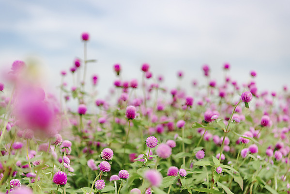 포토 JPG 주간 식물 꽃밭 자연 풍경 근접촬영 사람없음 야외 아웃포커스 가을풍경 감성 경기도 한해살이풀 천일홍 나리공원 국내포토 양주시 자연요소 공원 꽃 뷰포인트 컨셉 한국 촬영기법 생태계 파일형식 양주_한국 가을_계절