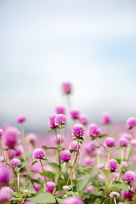 포토 JPG 주간 식물 꽃밭 자연 풍경 근접촬영 사람없음 야외 아웃포커스 가을풍경 감성 경기도 한해살이풀 천일홍 나리공원 국내포토 양주시 자연요소 공원 꽃 뷰포인트 컨셉 한국 촬영기법 생태계 파일형식 양주_한국 가을_계절