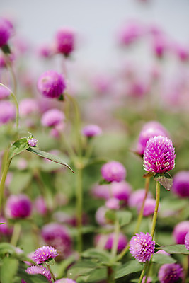포토 JPG 주간 식물 꽃밭 자연 풍경 근접촬영 사람없음 야외 아웃포커스 가을풍경 감성 경기도 한해살이풀 천일홍 나리공원 국내포토 양주시 자연요소 공원 꽃 뷰포인트 컨셉 한국 촬영기법 생태계 파일형식 양주_한국 가을_계절