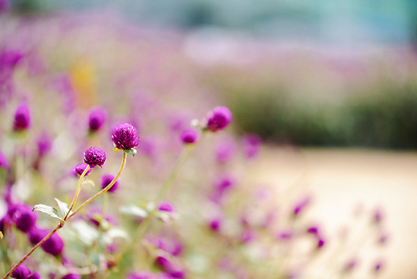 포토 JPG 주간 식물 꽃밭 자연 풍경 근접촬영 사람없음 야외 아웃포커스 가을풍경 감성 경기도 한해살이풀 천일홍 나리공원 국내포토 양주시 자연요소 공원 꽃 뷰포인트 컨셉 한국 촬영기법 생태계 파일형식 양주_한국 가을_계절