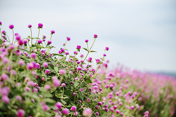 포토 JPG 주간 식물 꽃밭 자연 풍경 근접촬영 사람없음 야외 아웃포커스 가을풍경 감성 경기도 한해살이풀 천일홍 나리공원 국내포토 양주시 자연요소 공원 꽃 뷰포인트 컨셉 한국 촬영기법 생태계 파일형식 양주_한국 가을_계절