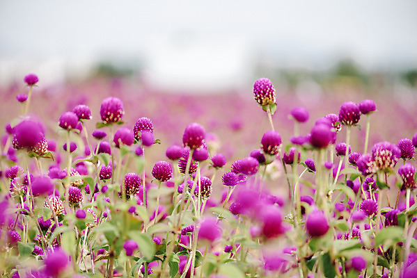 포토 JPG 주간 식물 꽃밭 자연 풍경 근접촬영 사람없음 야외 아웃포커스 가을풍경 감성 경기도 한해살이풀 천일홍 나리공원 국내포토 양주시 자연요소 공원 꽃 뷰포인트 컨셉 한국 촬영기법 생태계 파일형식 양주_한국 가을_계절