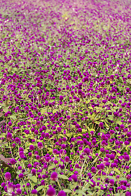 포토 JPG 주간 식물 꽃밭 자연 풍경 근접촬영 사람없음 야외 가을풍경 감성 경기도 한해살이풀 천일홍 나리공원 국내포토 양주시 자연요소 공원 꽃 뷰포인트 컨셉 한국 생태계 파일형식 양주_한국 가을_계절