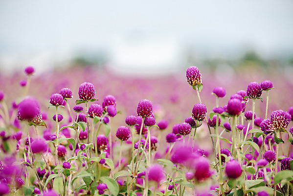 포토 자연요소 식물 공원 꽃 뷰포인트 컨셉 한국 촬영기법 풍경 생태계 경기도 파일형식 양주_한국 가을_계절 나리공원 꽃밭 자연 사람없음 가을풍경 감성 한해살이풀 천일홍 JPG 주간 야외 양주시 근접촬영 아웃포커스 국내포토