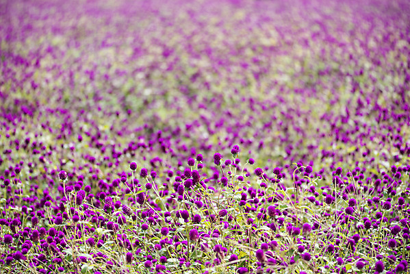 포토 JPG 주간 식물 꽃밭 자연 풍경 근접촬영 사람없음 야외 가을풍경 감성 경기도 한해살이풀 천일홍 나리공원 국내포토 양주시 자연요소 공원 꽃 뷰포인트 컨셉 한국 생태계 파일형식 양주_한국 가을_계절