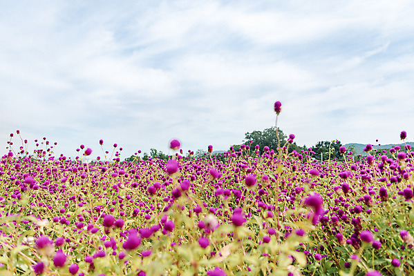 포토 JPG 주간 식물 꽃밭 자연 하늘 풍경 근접촬영 사람없음 야외 가을풍경 감성 경기도 한해살이풀 천일홍 나리공원 국내포토 양주시 자연요소 공원 꽃 뷰포인트 컨셉 한국 생태계 파일형식 양주_한국 가을_계절