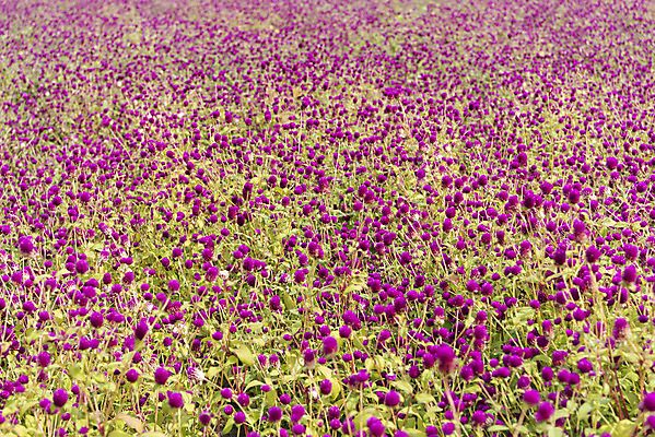 포토 JPG 주간 식물 꽃밭 자연 풍경 사람없음 야외 가을풍경 감성 경기도 한해살이풀 천일홍 나리공원 국내포토 양주시 자연요소 공원 꽃 컨셉 한국 생태계 파일형식 양주_한국 가을_계절